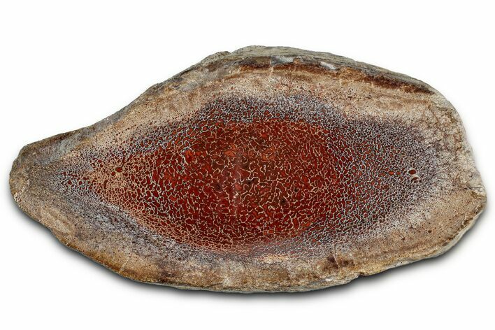 Polished Dinosaur Bone (Gembone) Section - New Mexico #348849